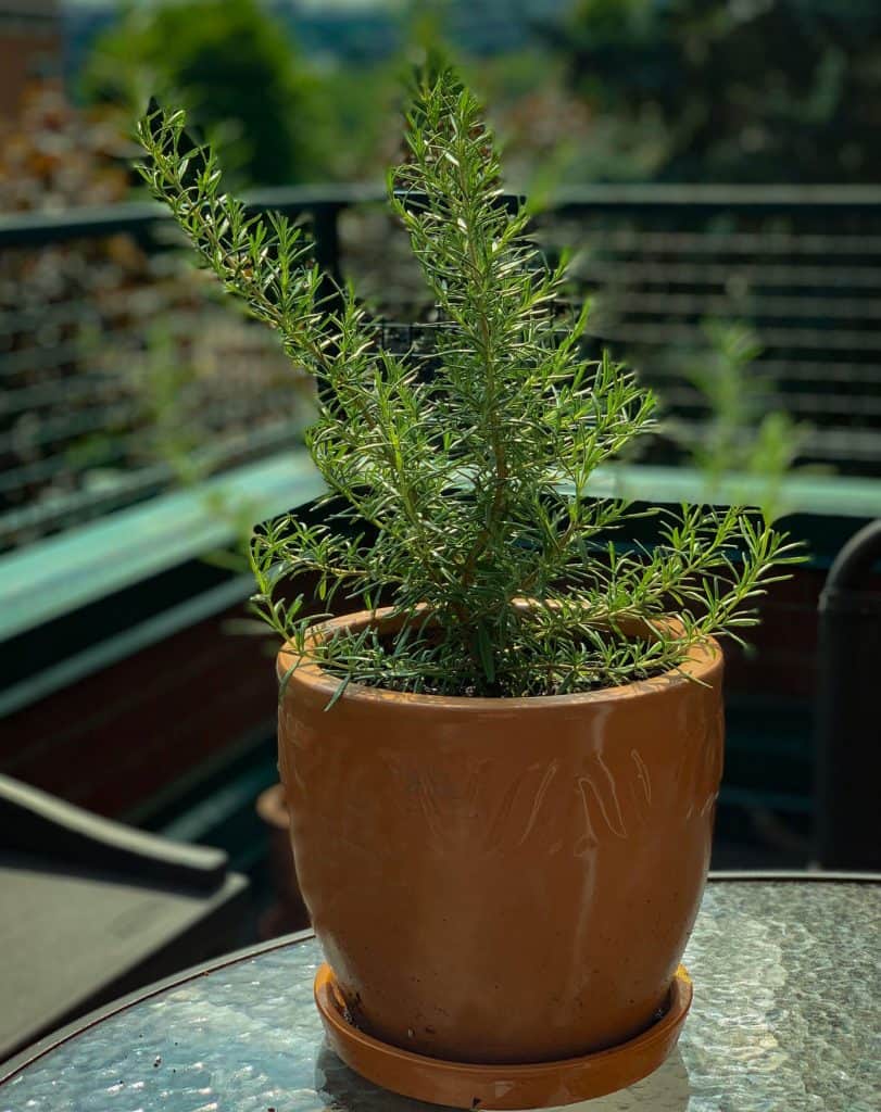 Plant de romarin - Comment conserver ses fines herbes fraiches
