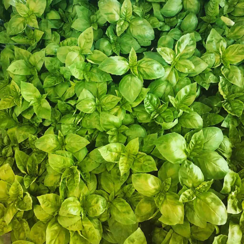 Basilic - Comment conserver ses fines herbes fraiches