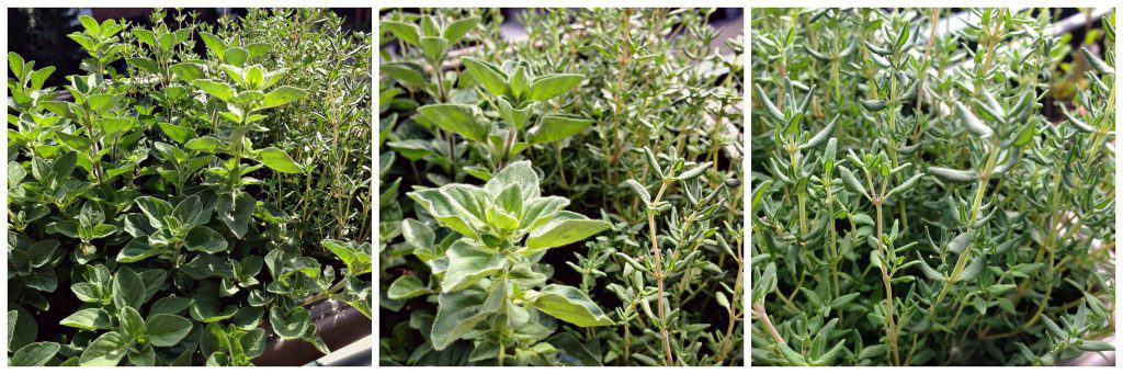 Comment conserver ses fines herbes fraiches