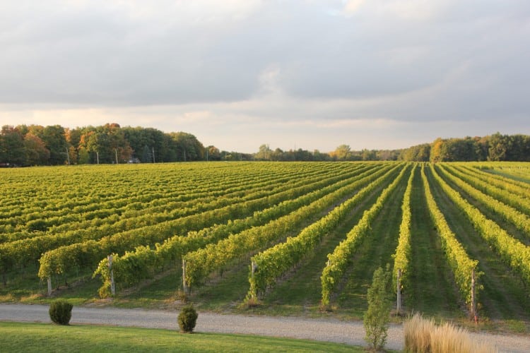 Vignes du vignoble Rivière du Chêne