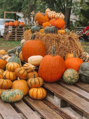 Citrouilles et courges - La Courgerie