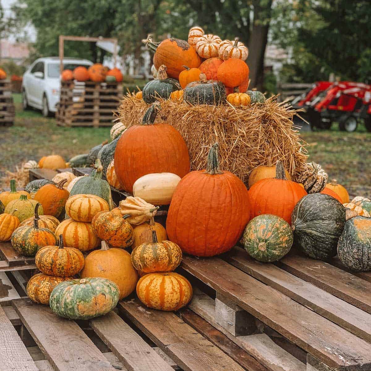 Citrouilles et courges - La Courgerie