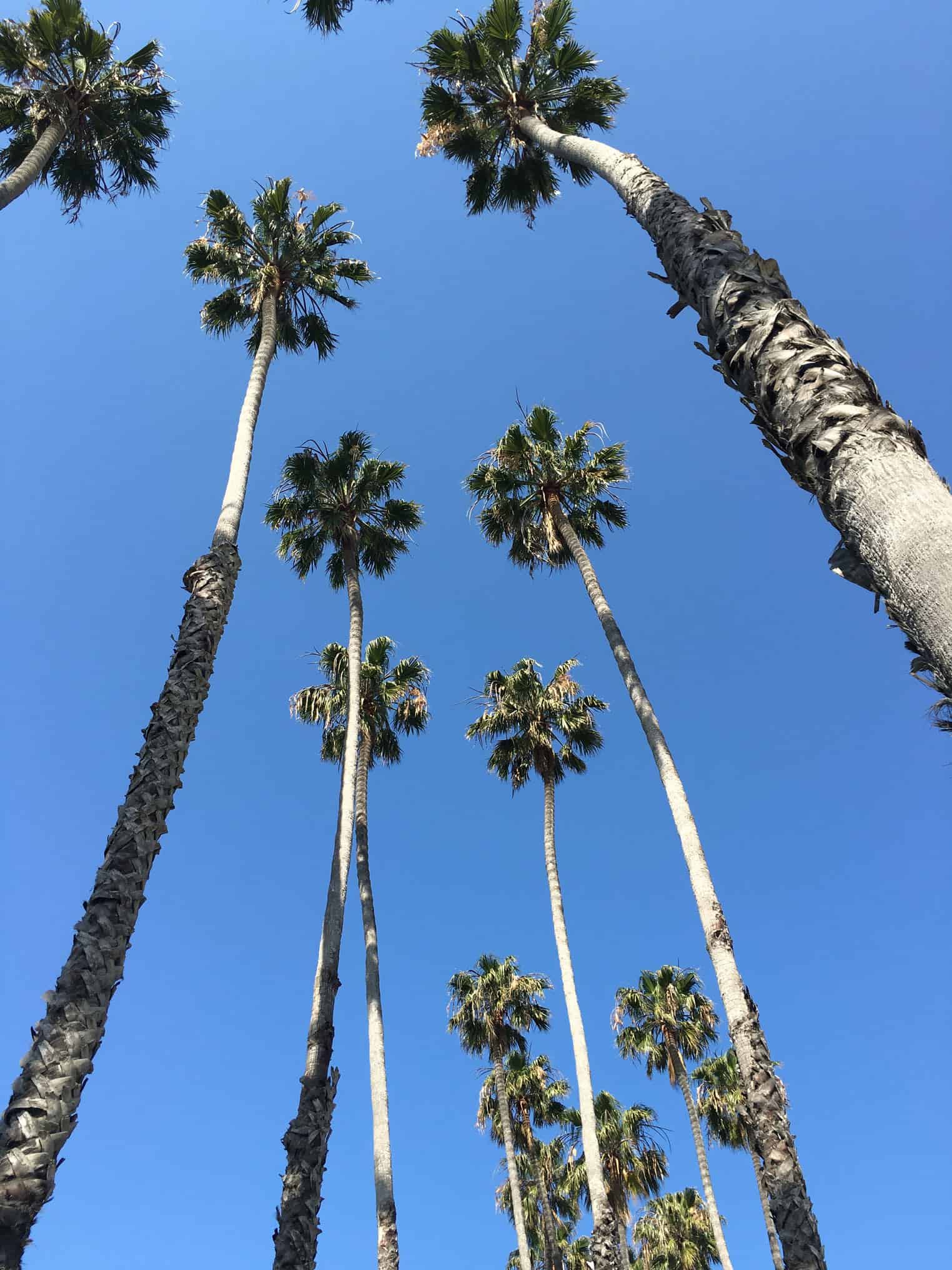 brancher Santa Barbara