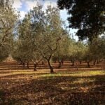 Oliveraies dans les Pouilles près de Locorotondo