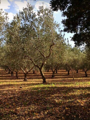 Oliveraies dans les Pouilles près de Locorotondo
