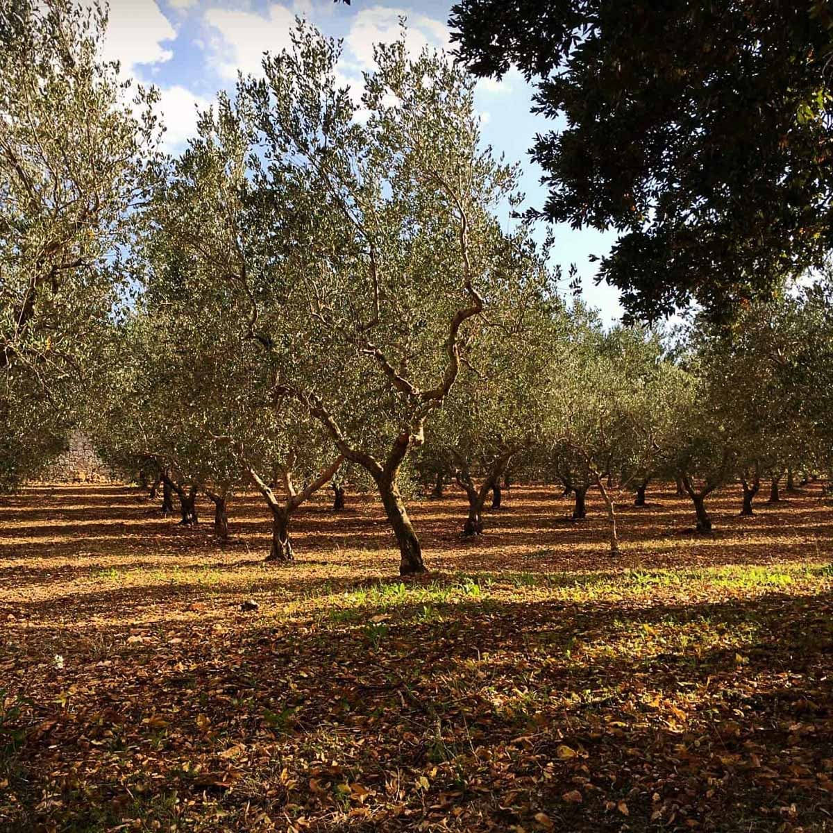 Oliveraies dans les Pouilles près de Locorotondo