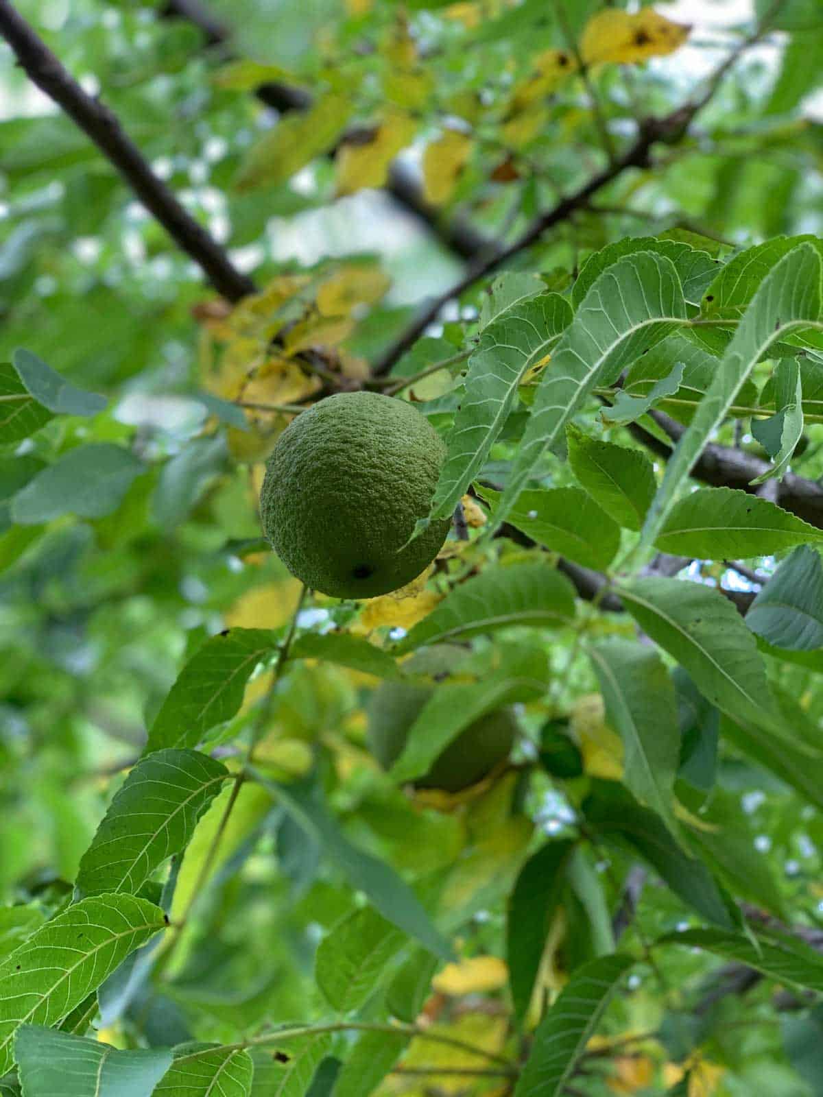 L'écorce du fruit du noyer noir sent divinement bon, un mélange citronné et herbacé.
