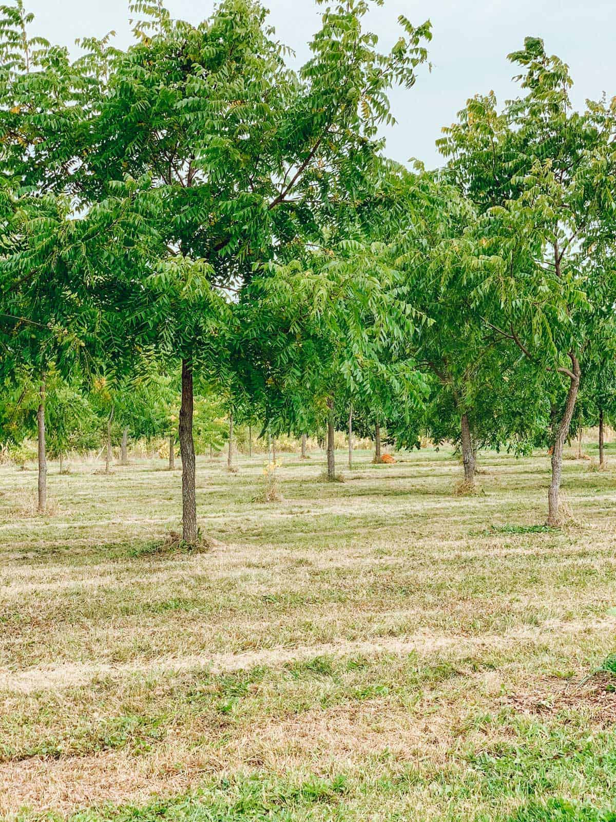 Les arbres de Au jardin des Noix