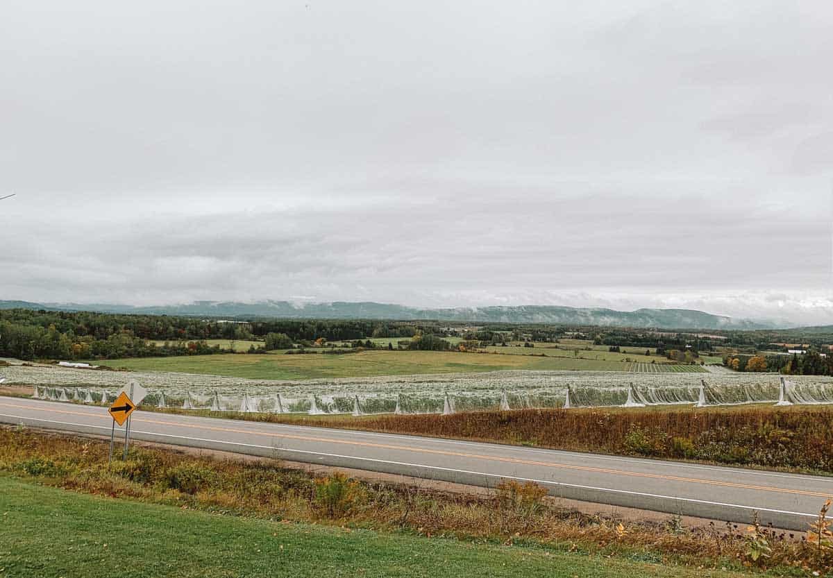 Vignes du vignoble Saint-Gabriel