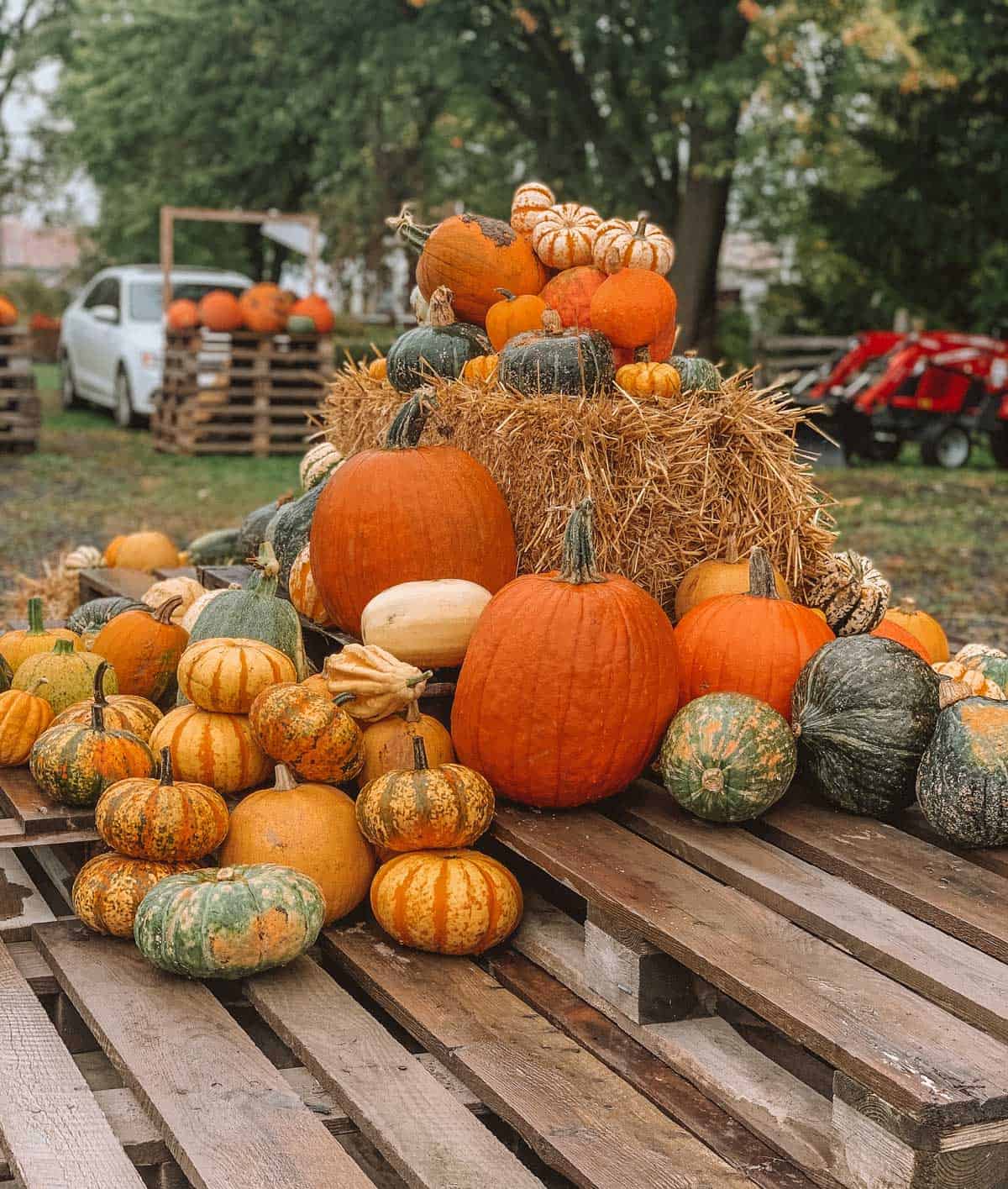 Citrouilles et courges - La Courgerie