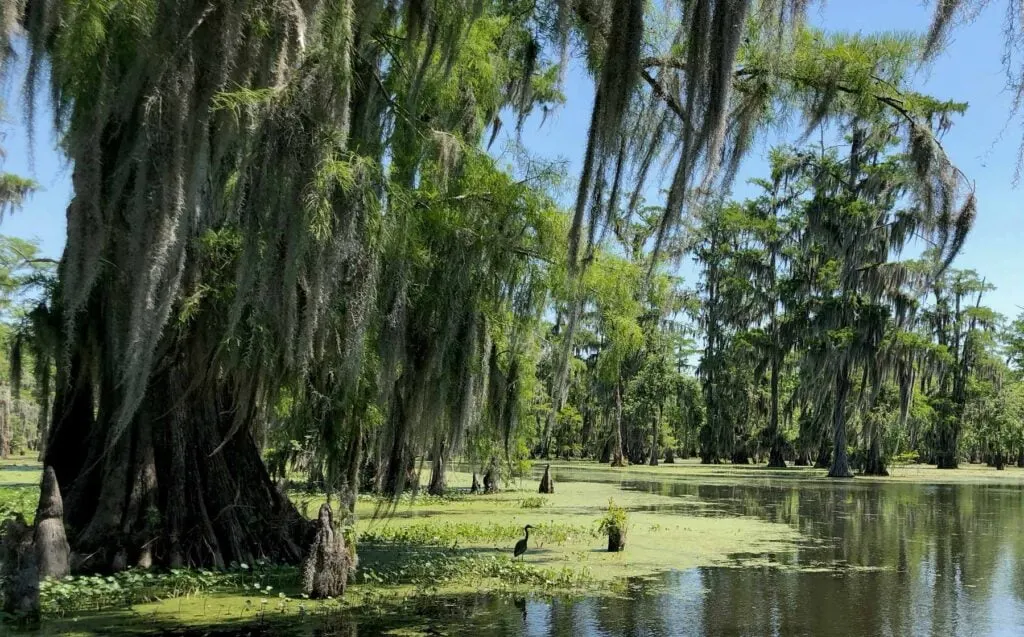 How To Visit The Bayou And Swamps In Louisiana Urbaine City How To Visit The Bayou And Swamps In Louisiana Urbaine City