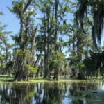 Le bayou - Lake Martin Louisiana