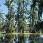 Le bayou - Lake Martin Louisiana