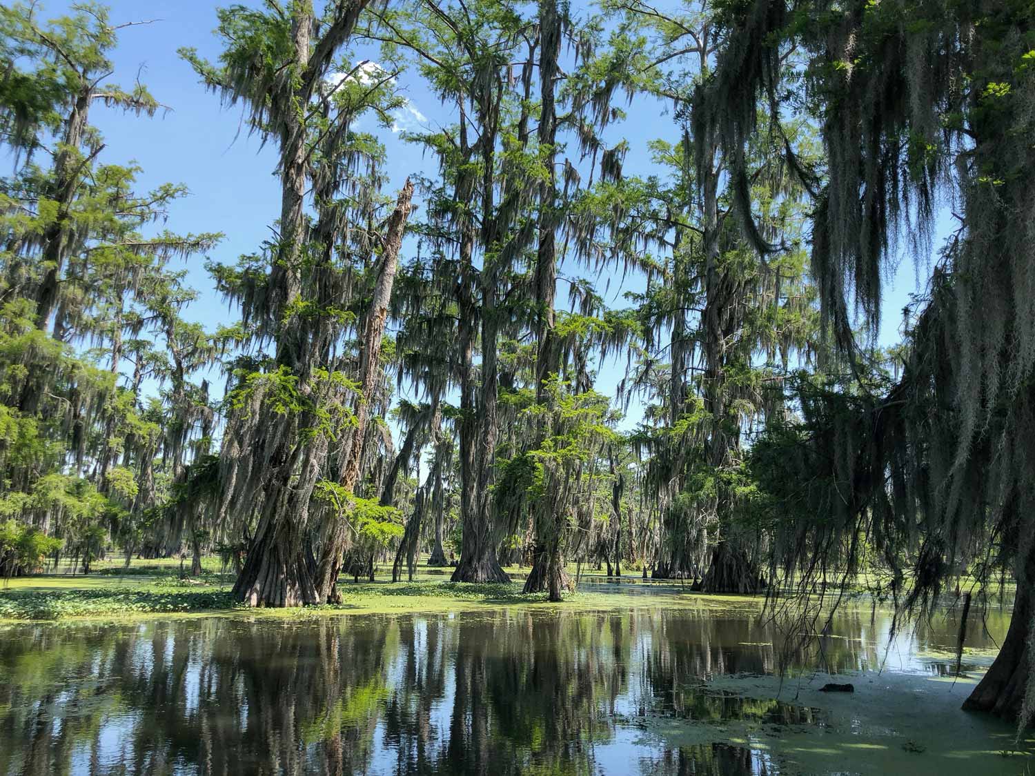 Louisiana Bayou Swamps Louisiana Bayou Swamps
