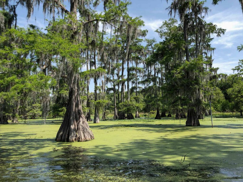How To Visit The Bayou And Swamps In Louisiana Urbaine City How To Visit The Bayou And Swamps In Louisiana Urbaine City