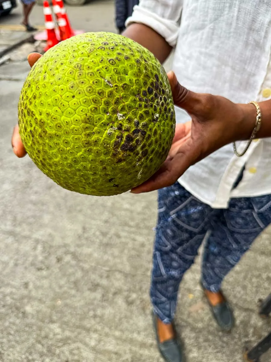 Bread fruit