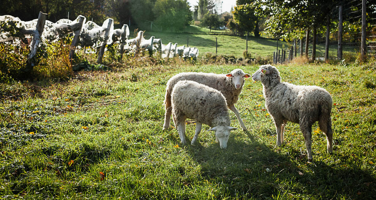 Les moutons au vignoble