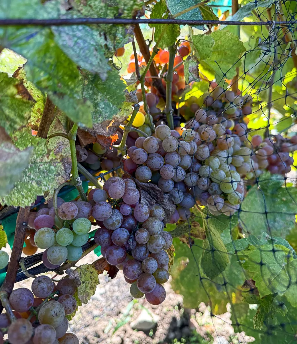 Grapes
