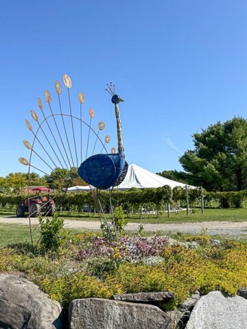 Vignoble de la Bauge