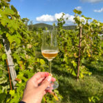 Verre de vin en dégustation au Clos Saragnat
