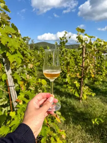 Verre de vin en dégustation au Clos Saragnat