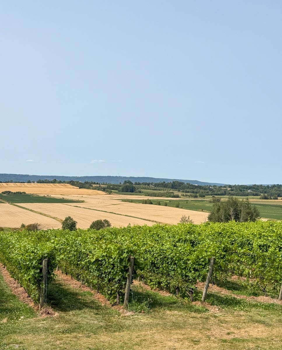 Vignes de Planter's Ridge vue de la terrasse