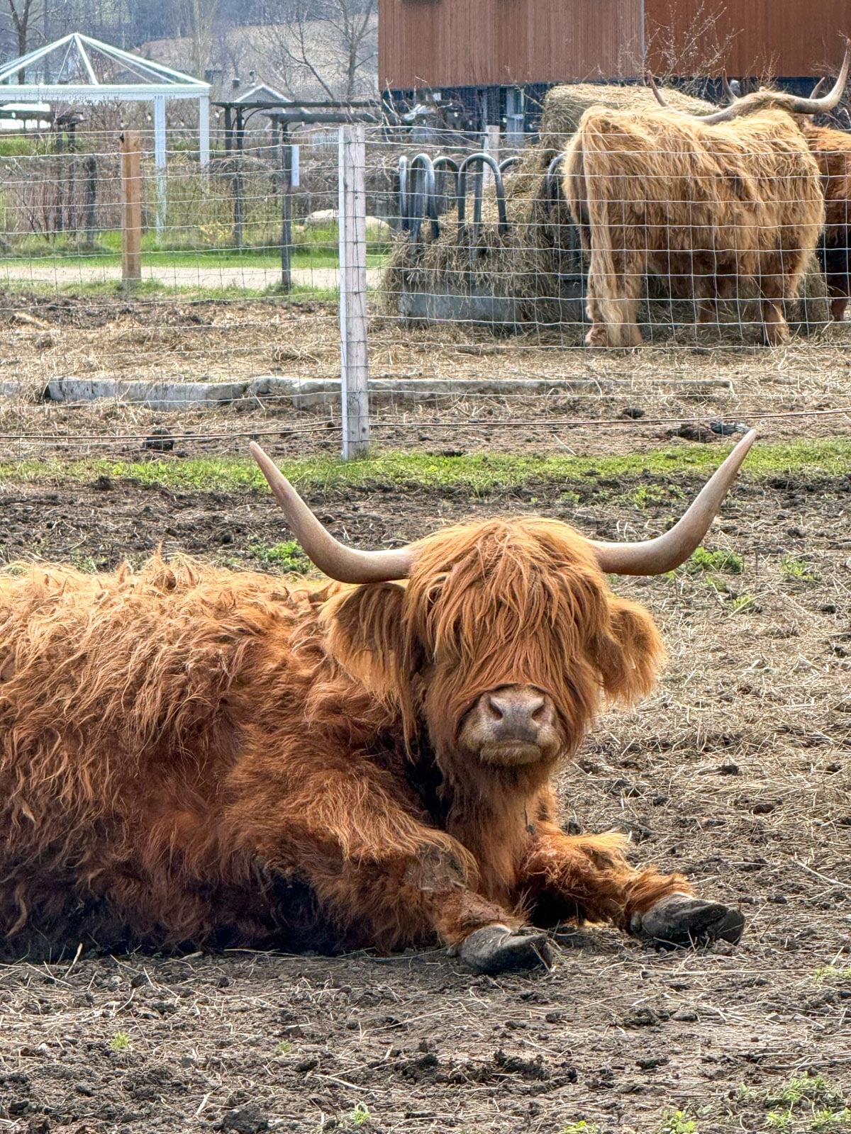 Vache Highland